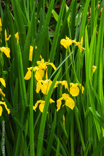 the yellow flag, yellow iris, or water flag (Iris pseudacorus)