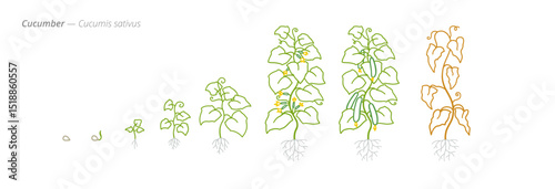 Cucumber Growth Stages for Agriculture and Crop Treatment