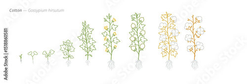 Cotton Growth Stages for Agricultural Use and Crop Treatment
