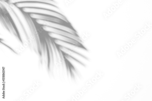 Palm leaf shadow overlay effect,tropical leaves shadows isolated on transparent png background