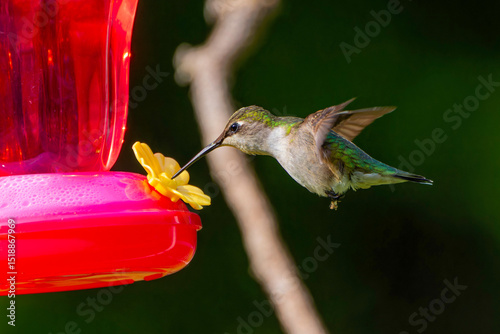 Ruby-throated hummingbird ( Archilochus colubris ) in flight near feeder