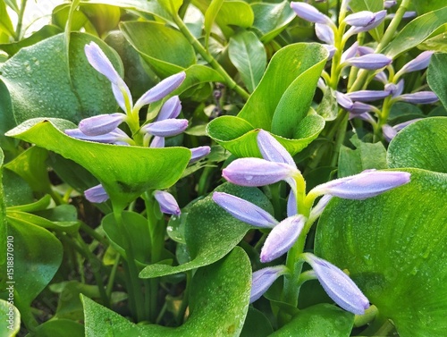 Water hyacinth flower (Pontederia crassipes) on the river bank photo