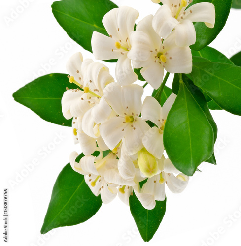 Buis de Chine, mur raya paniculata