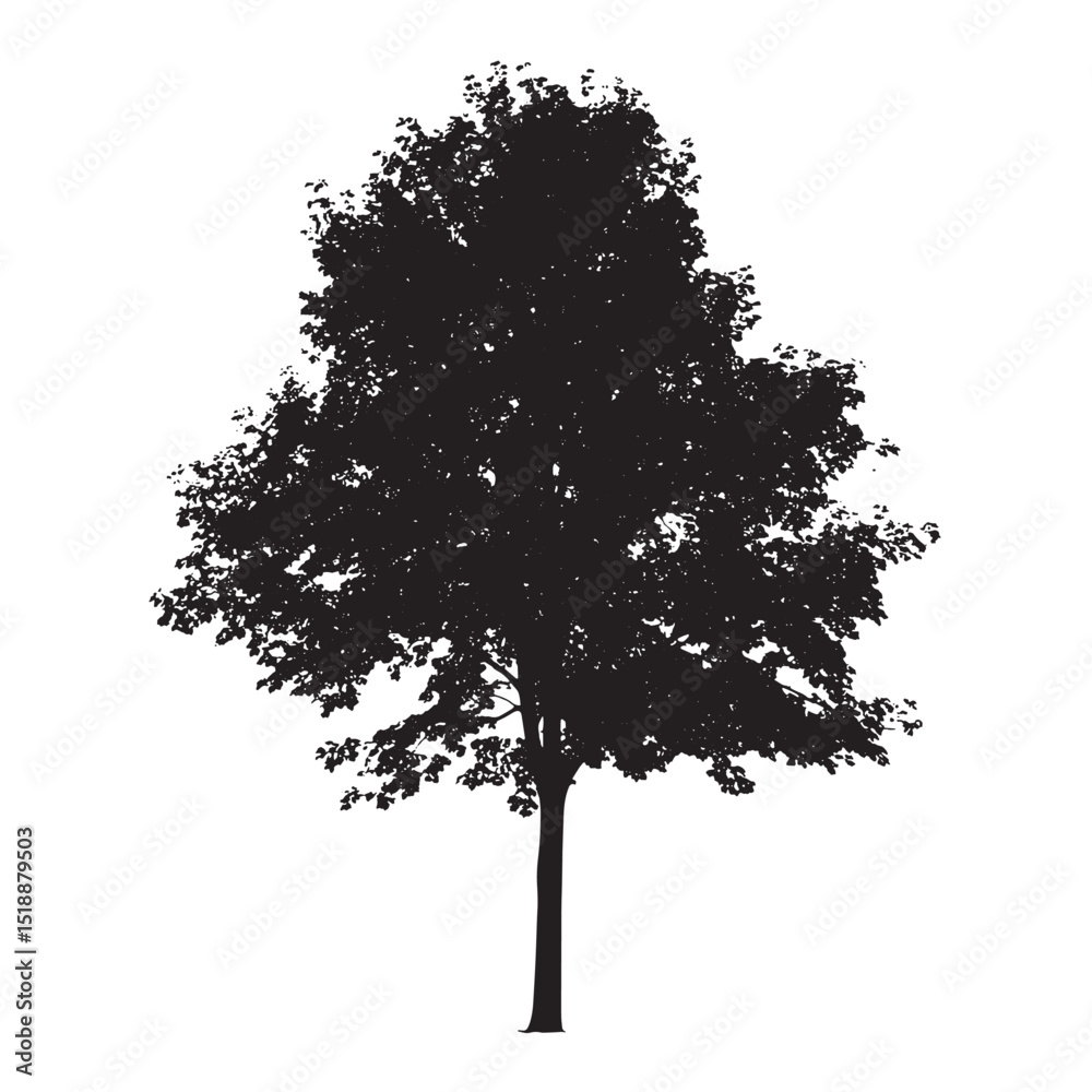 Fototapeta premium Natural Maple Tree Isolated on White