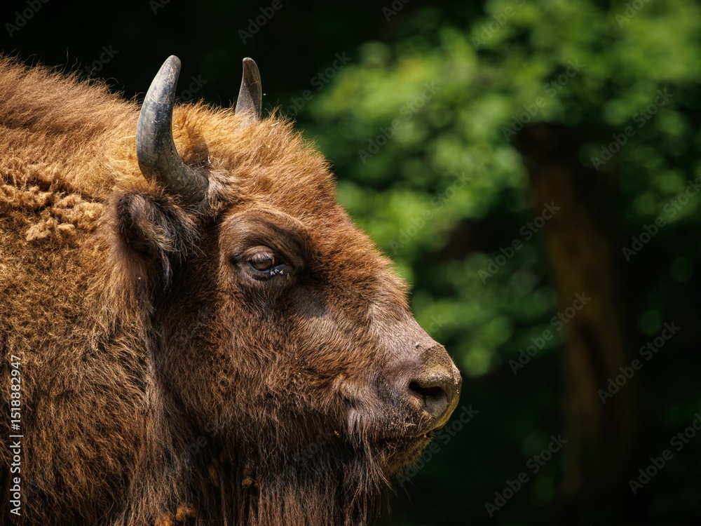 Fototapeta premium Close-up of European Bison in Nature