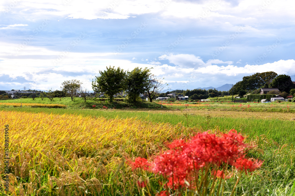 Fototapeta premium 茅ヶ崎里山公園近くの田んぼに咲く紅い彼岸花