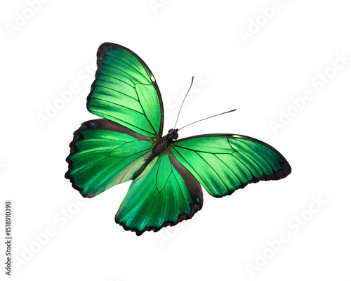 green butterfly wings spread closeup