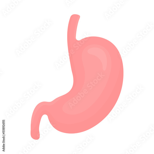 Stomach. Digestive system. Human organ