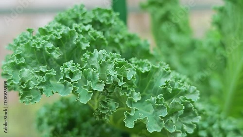Fresh kale leaves in the garden