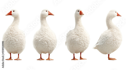 White Domestic Geese in Various Poses on a Transparent Background