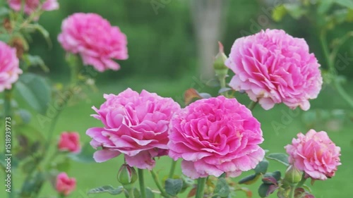 Beautiful roses in the garden