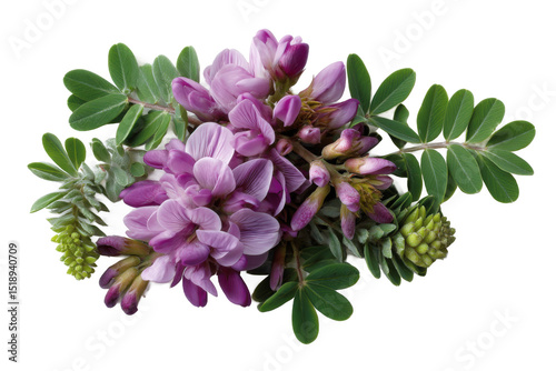 Purple astragalus flowers and green leaves isolated on transparent background