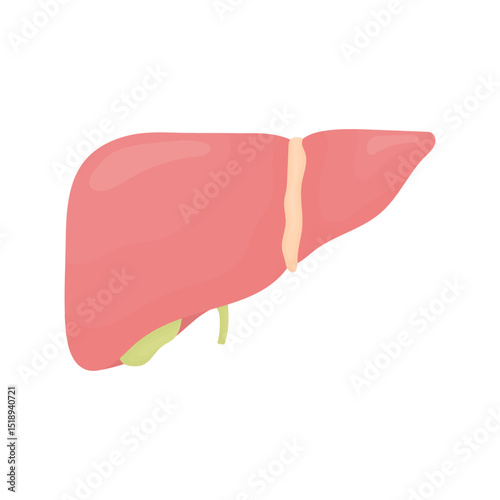 Liver. Human organ.