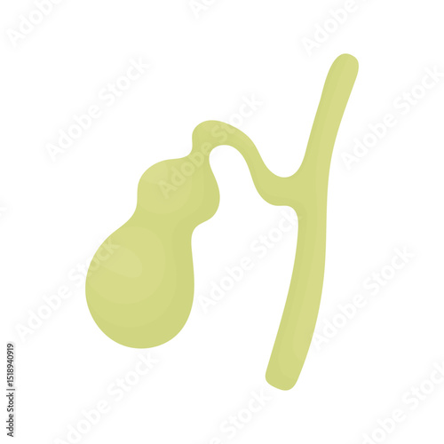 Gallbladder. Human organs.