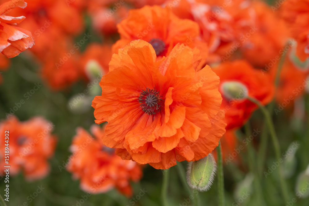 Mohnblume mit einer großem rot blühenden Blüte Mohnblume mit einer großem rot blühenden Blüte