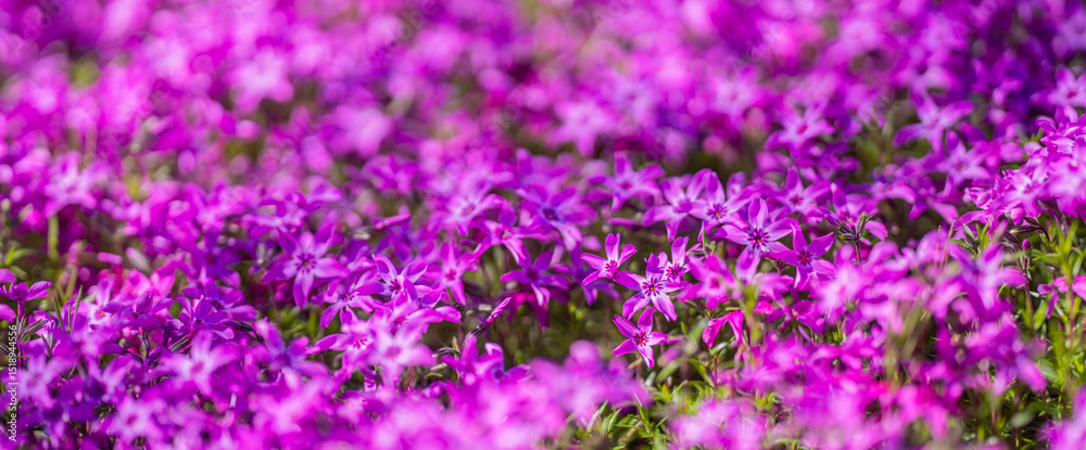 Obraz premium Moss phlox. Flowers background. Spring background. Natural bloom floral background. Beautiful spring flowers banner. Spring blooming template. Flowers texture for spring design. Blossom background.