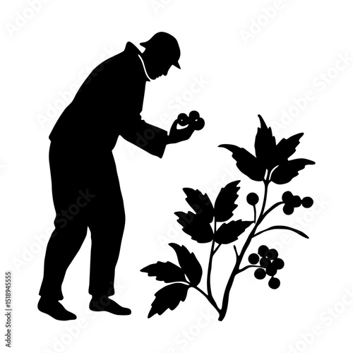 Silhouette of person picking fresh berries