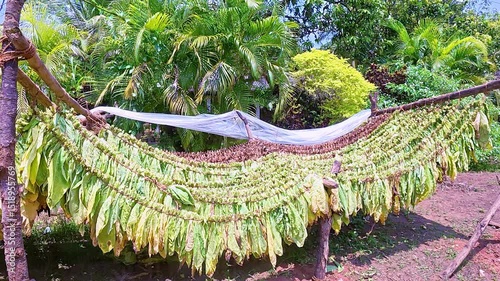 Sunny day and view of traditional how to dry tobacco leaves on natural rope, rural seen in Sri lanka. 4K video.