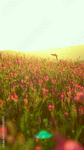 The sunset bathes a pink flower field in soft golden light. An atmosphere of peace, warmth, and natural harmony on a summer evening.