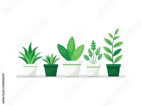 potted plants in a row isolated on white background
