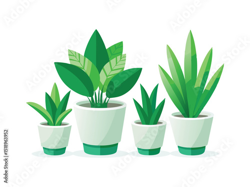  green houseplants in white pots isolated on white background
