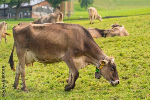 Quadro su tela Dairy cows