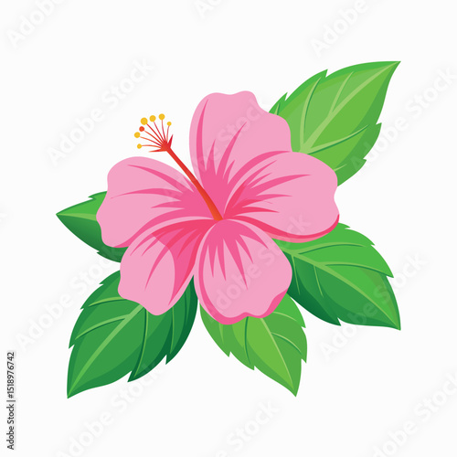 pink hibiscus flower