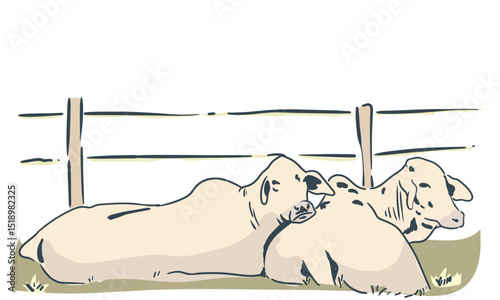 brahman cow sitting in vintage illustration style vector format
