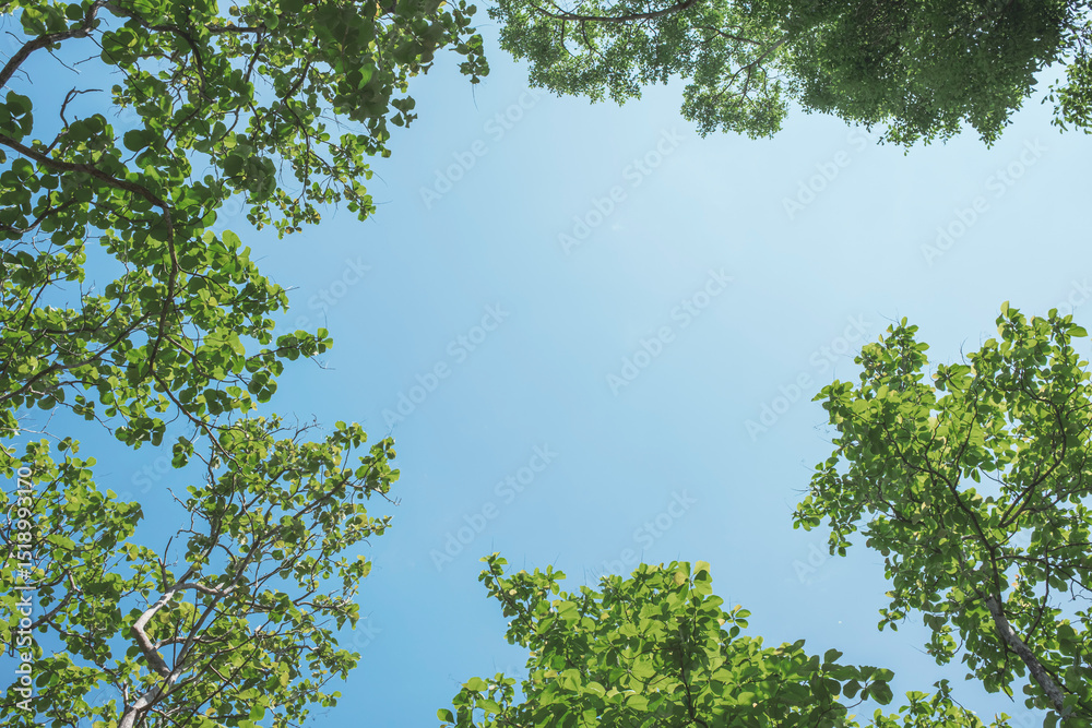Fototapeta premium Bottom-up view tall trees with vibrant green leaves on sky background. Sustainable conservation and ecology concept