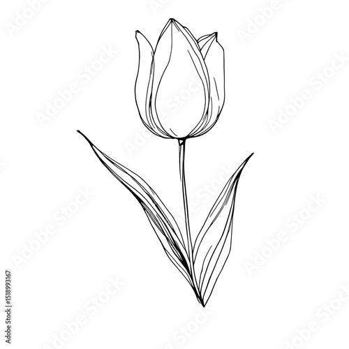 Minimalist Tulip Line Art – Elegant Floral Drawing for Botanical Designs, Nature Illustrations, and Modern Artistic Concepts
