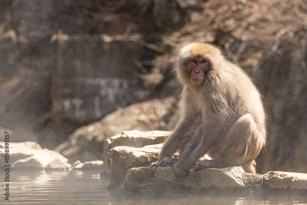 Naklejka premium Japanese maqaque or snow monkey with pinkish face and brown or greyish hair outdoor at daytime in the Jigokudani Monkey Park in Yamanouchi Nagano Prefecture in the wilderness of Japan.