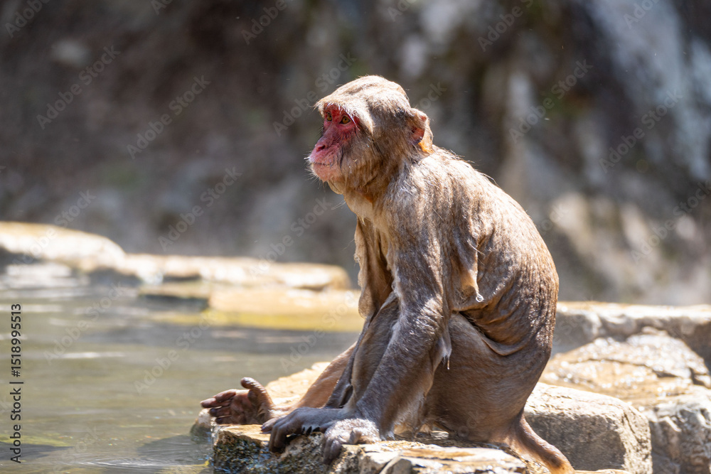 Obraz premium Japanese maqaque or snow monkey with pinkish face and brown or greyish hair outdoor at daytime in the Jigokudani Monkey Park in Yamanouchi Nagano Prefecture in the wilderness of Japan.