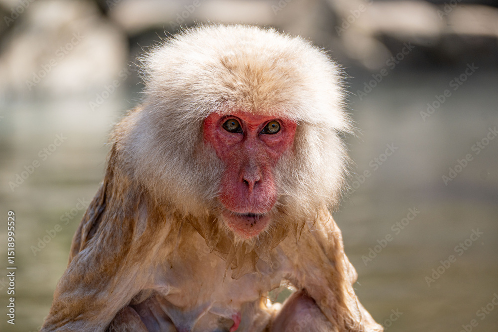 Naklejka premium Japanese maqaque or snow monkey with pinkish face and brown or greyish hair outdoor at daytime in the Jigokudani Monkey Park in Yamanouchi Nagano Prefecture in the wilderness of Japan.