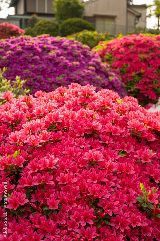 Fototapeta premium Floral background of blooming colourful Azalea flowers outdoor at daytime in a Japanese garden at the Nezu Shrine during spring in Tokyo city in Japan with space for text.