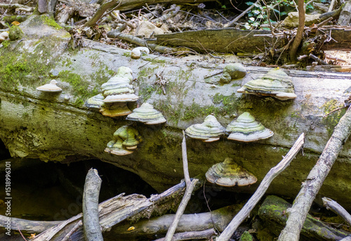 Wallpaper Mural Biogeocenosis in nature, perfect species of various origins and structures on plants Torontodigital.ca
