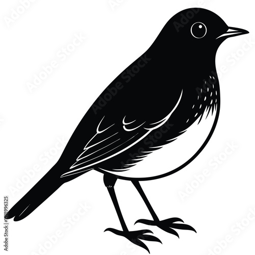 Detailed american robin vector illustration for design projects