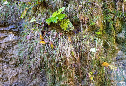 Wallpaper Mural Biogeocenosis in nature, perfect species of various origins and structures on plants Torontodigital.ca
