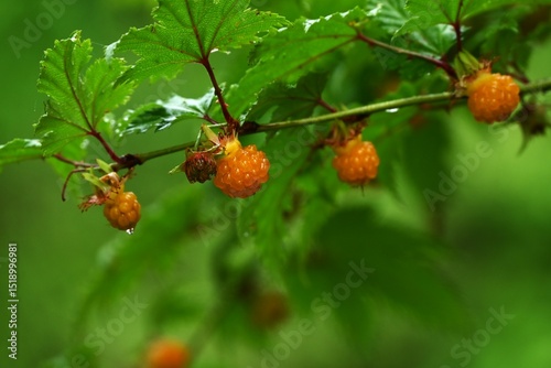 Rubus trifidus berries. Rosaceae semi-evergreen shrub. Produces orange aggregates in early summer.