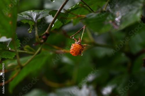 Rubus trifidus berries. Rosaceae semi-evergreen shrub. Produces orange aggregates in early summer.