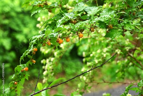 Rubus trifidus berries. Rosaceae semi-evergreen shrub. Produces orange aggregates in early summer.