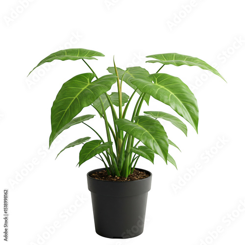 Philodendron gloriosum houseplant in pot isolated on transparent background