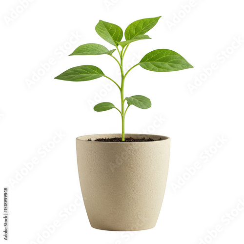 Young plant in beige pot isolated on transparent background