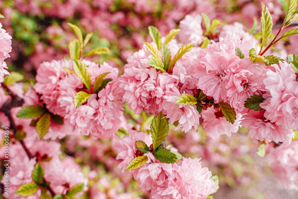 Sakura blossoms close-up. Spring vibe Sakura blossoms close-up. Spring vibe