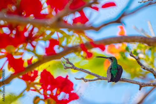Hummingbird flying to pick up nectar from a beautiful flowers near palm trees in tropical garden