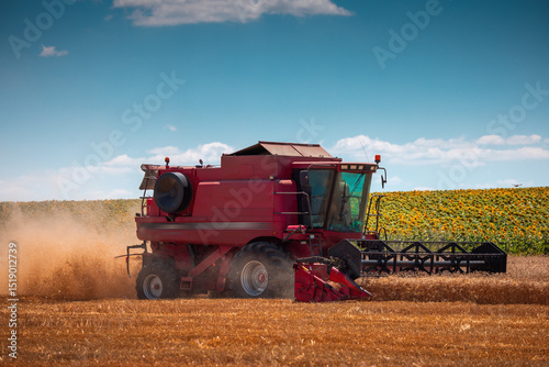 Combine harvester machine working in a wheat field, harvesting wheat grains process