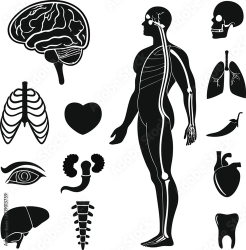 Human Anatomy Organs Set Scalable Graphic for Medical Design and Education
