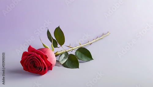 Elegant Single Red Rose with Green Leaves and Thorny Stem Laying on a Soft Lavender Background