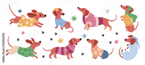 Dachshunds in clothes. Happy dog characters with different wears, male and female adorable pets, funny dress, sweater, pajamas and jacket, cartoon flat isolated garish vector set