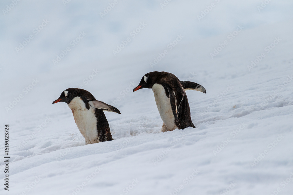 Fototapeta premium Close-up of a group of Gentoo Penguins -Pygoscelis papua- walking along a penguin highway in a snowy landscape of the colony at Danco island, on the Antarctic Peninsula