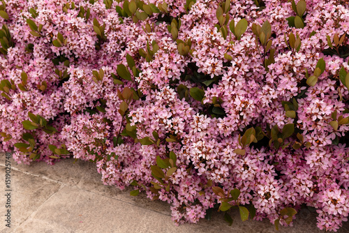 Beautiful flowering bush of Raphiolepis indica.